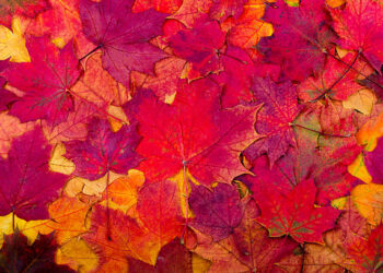 Background from bright autumn red leaves of a maple